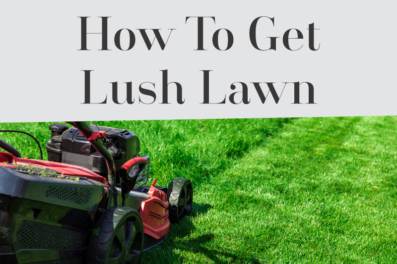 Getting Your Lawn Looking Lush