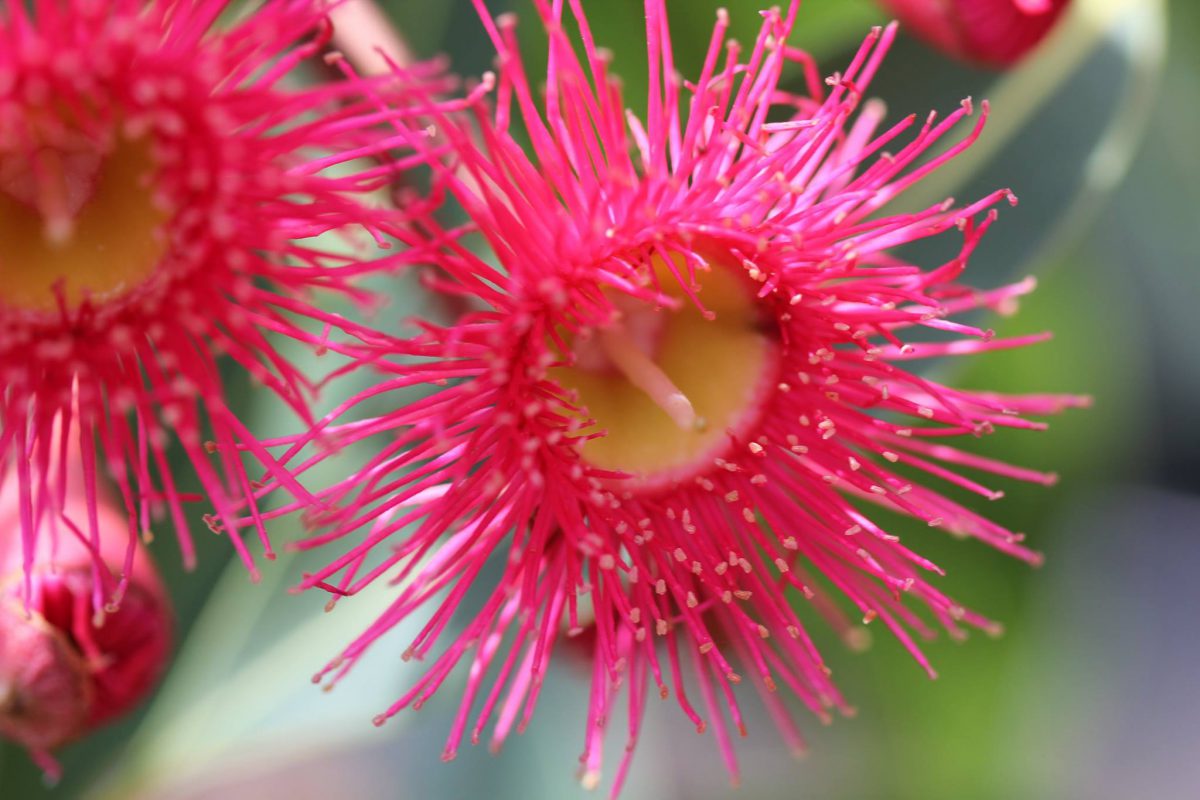 FEATURE PLANT: Corymbia Ficifolia ‘Summer Red’